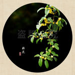 桂花