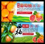 西柚