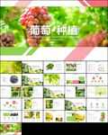 葡萄采摘葡萄园种植产业ppt