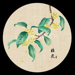 桂花