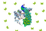 孔雀 花