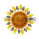 葵花