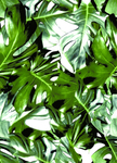 数码印花 热带植物 棕榈树叶