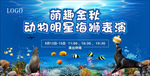 海狮 海洋 动物 金秋
