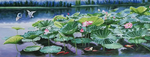 金鱼荷花油画