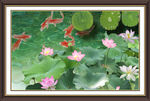 国画荷花