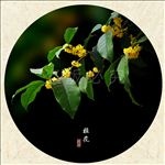 桂花