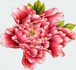 牡丹花