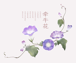 牵牛花
