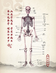 人体 器官 解剖图 生命 医学
