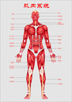 人体肌肉系统示意图