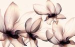 现代简约梦幻花卉背景墙