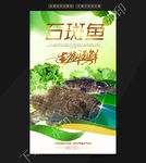 石斑鱼