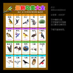 鸟类大全
