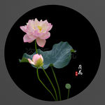 荷花