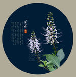 肾茶