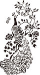 孔雀鸟