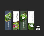 茉莉花
