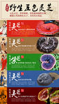 五指山五色灵芝