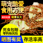PSD面包虫主图