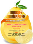 柚子活动