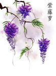 紫藤萝手绘插画