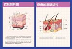 皮肤结构