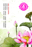 采桑子 荷花开后西湖好展板