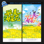 油菜花