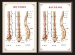 脊柱节段图 人体穴位图