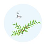 酸枣