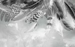 高档羽毛装饰画 TIF分层
