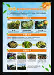 柑橘黄龙病识别与防控技术挂图