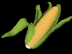 玉米
