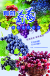 葡萄
