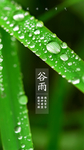 谷雨节气海报