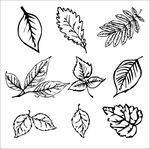 树叶矢量图手绘图案
