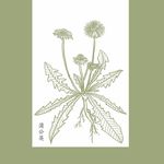 中草药矢量  蒲公英