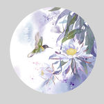 昙花
