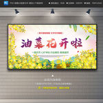 油菜花