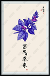 紫叶苏