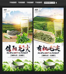 毛尖茶