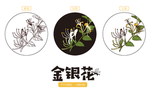 金银花