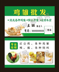 鸡雏批发