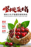 樱桃采摘季