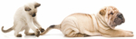 猫和狗