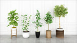 观赏性绿色植物集合