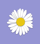 小雏菊