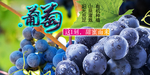 葡萄