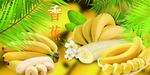 香蕉
